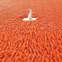 Il coniglio e le carote