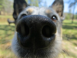 Somiglianze tra cane e ginecologo