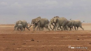 Mandria di elefanti impazzita