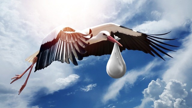 Cicogna e altri uccelli