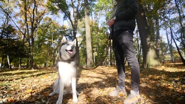 Siberian husky a passeggio
