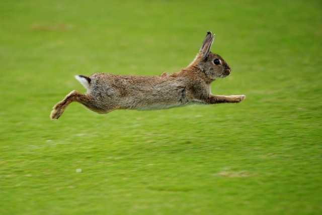 Animali tossicodipendenti